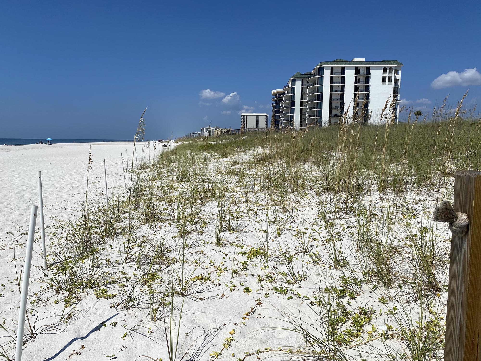 Coastal Dune on Perdido Key