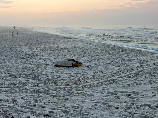 A female loggerhead turtle on Pensacola Beach