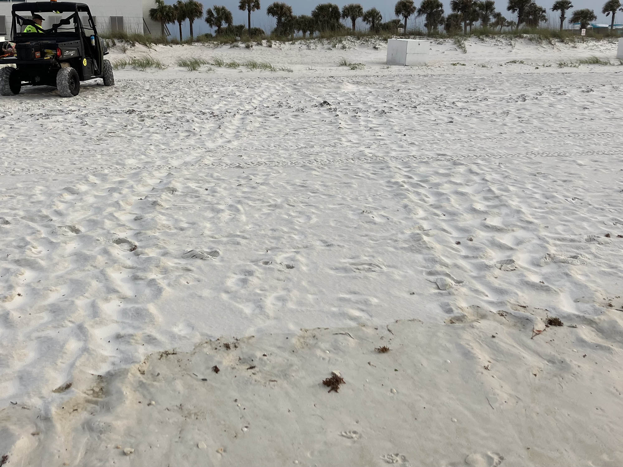 First sea turtle nest of 2024 recorded on Pensacola Beach