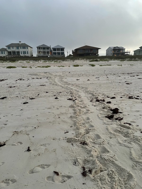 First sea turtle nest on Perdido Key First sea turtle nest on Perdido Key