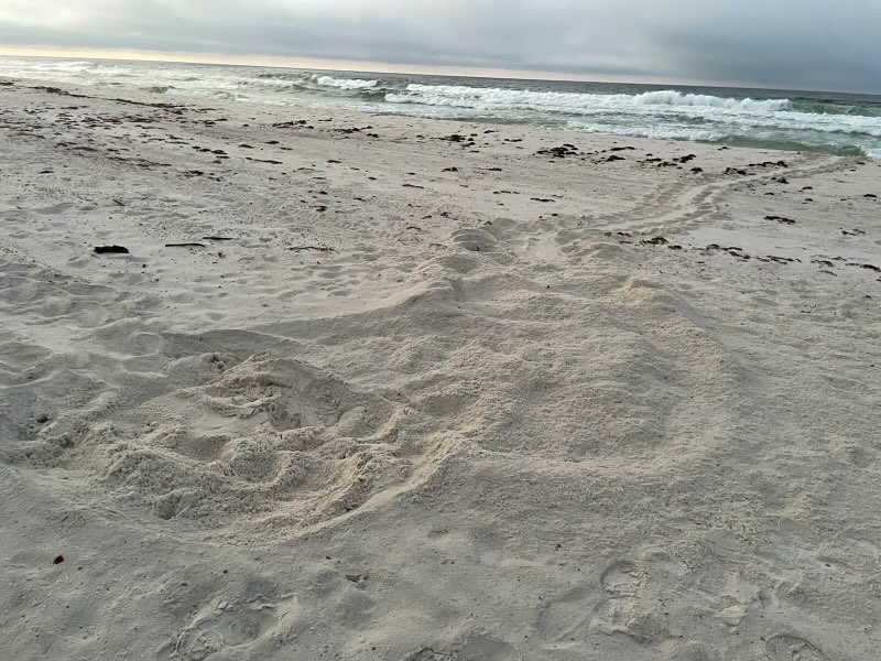 First sea turtle nest on Perdido Key First sea turtle nest on Perdido Key