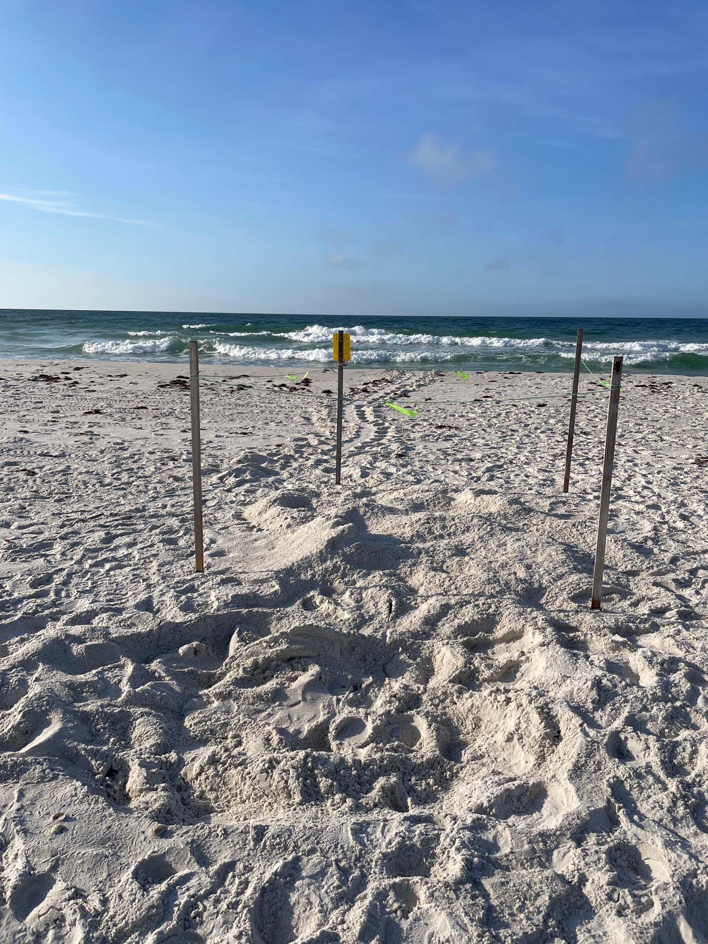 First sea turtle nest on Perdido Key First sea turtle nest on Perdido Key