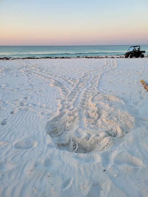 First Turtle Nest 2022 First Turtle Nest 2022