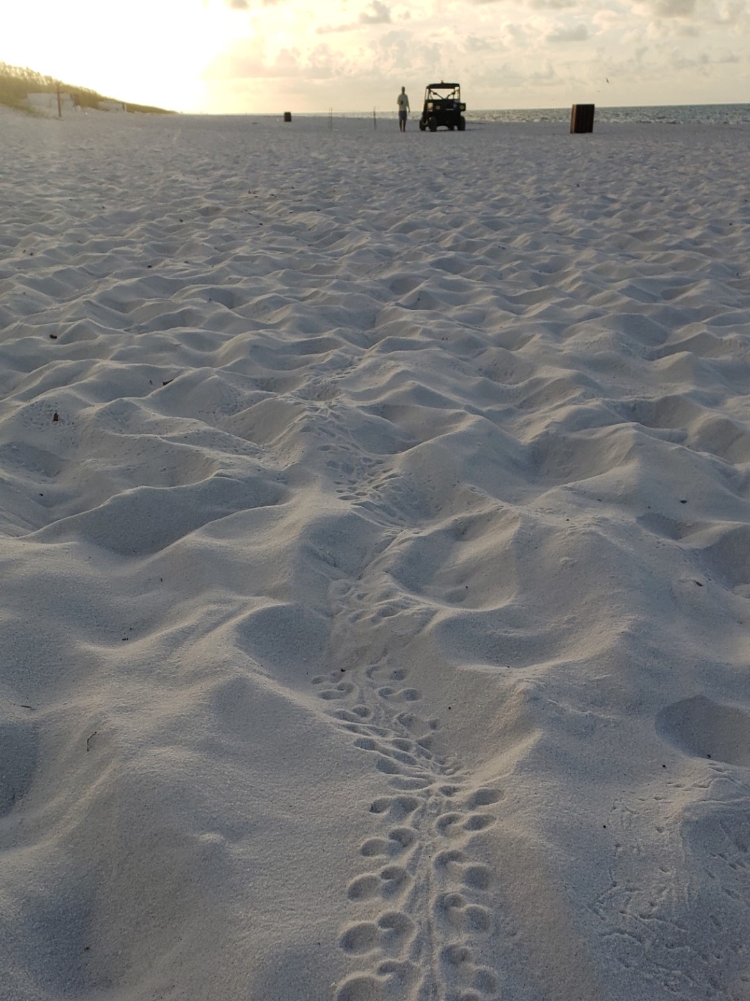 Hatchling Tracks