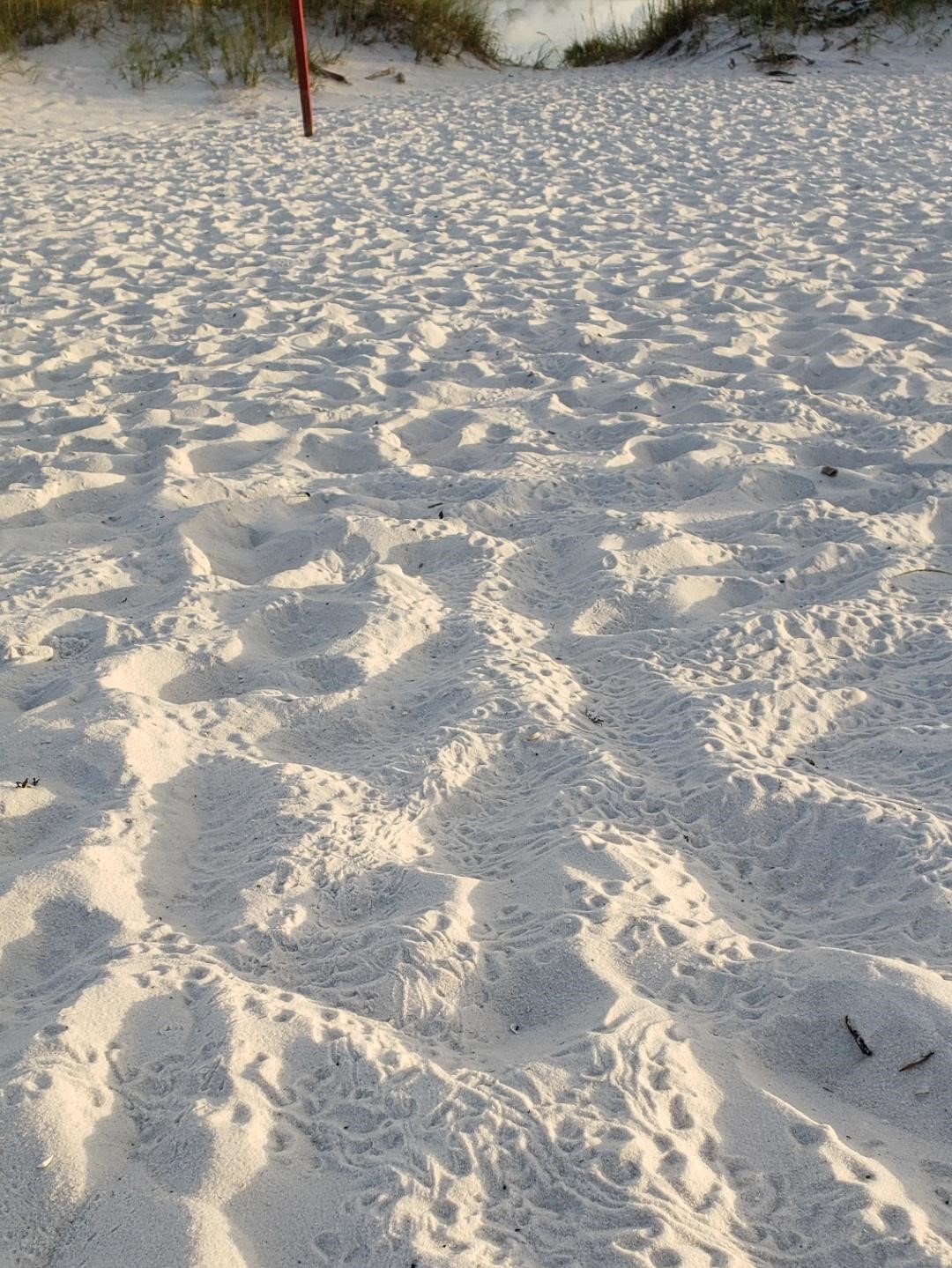 Hatchling Tracks