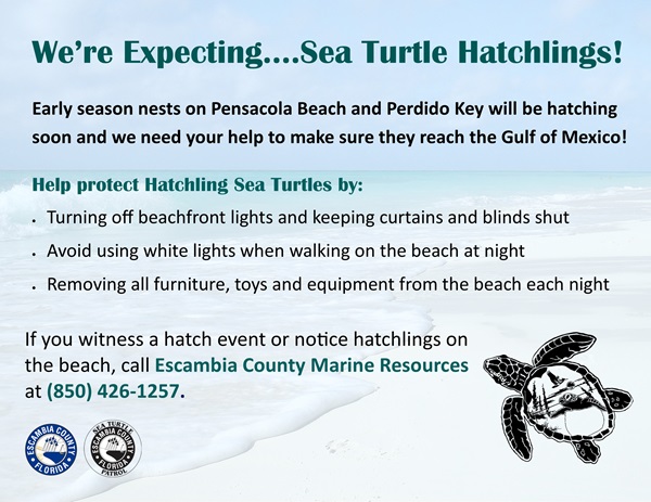 Hatchling Update Graphic Hatchling Update Graphic