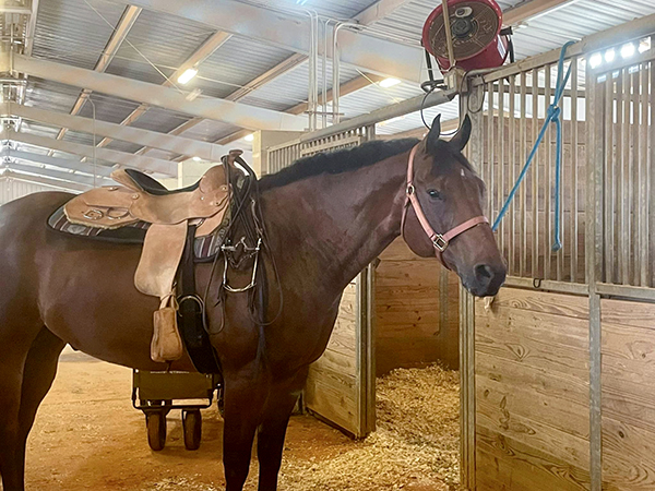 a horse in a barn