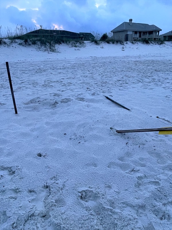 Sea Turtle Nest Vandalized Sea Turtle Nest Vandalized