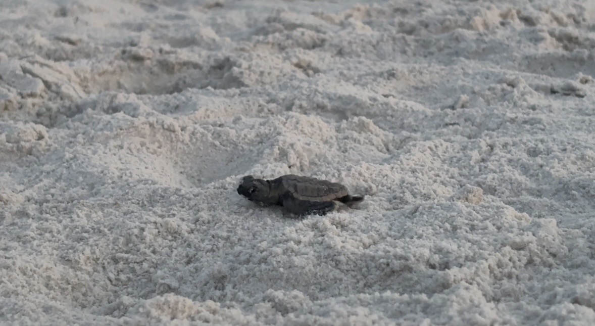 First Sea Turtle Nest Hatch Sea turtle hatchling on Pensacola Beach