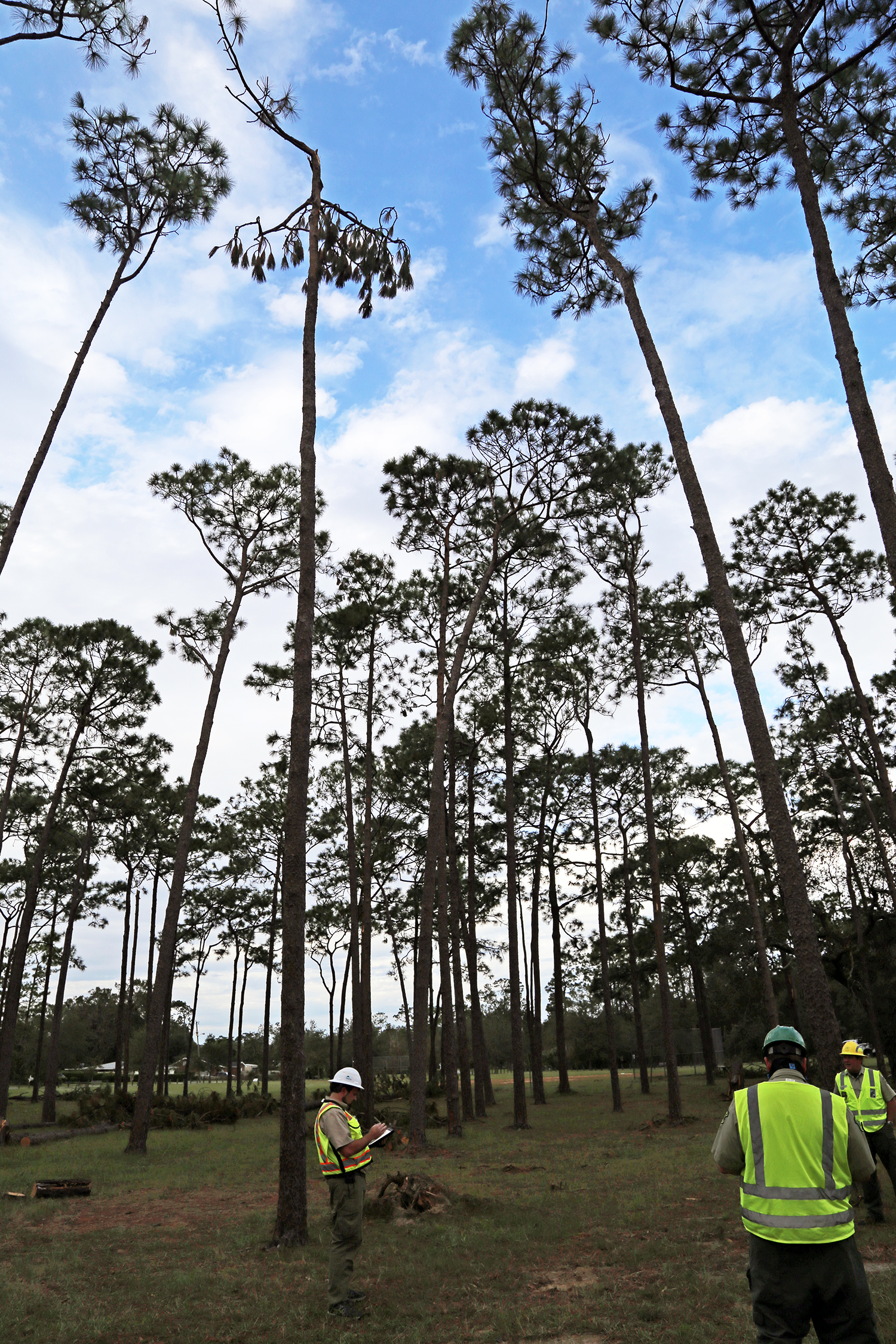 Urban Forestry Strike Team 1 Parker Circle Park (City of Pensacola)