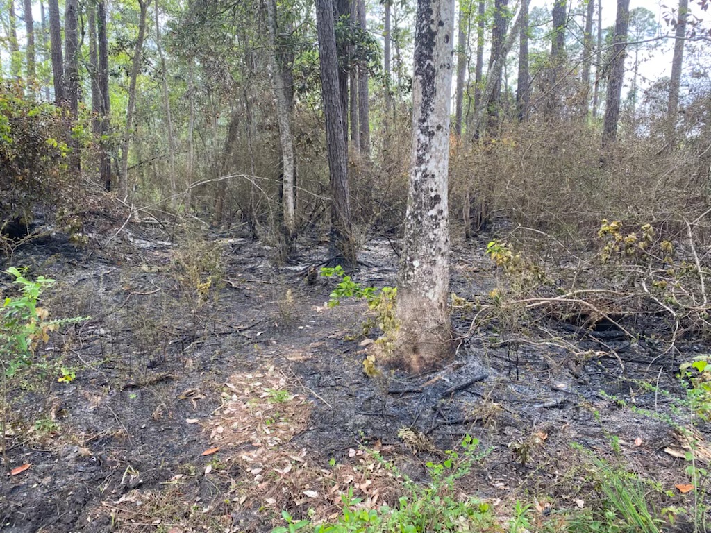 Jones Swamp Fire