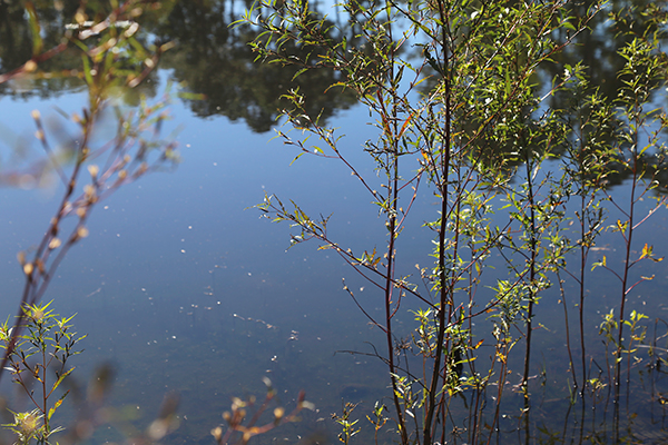 Jones Swamp