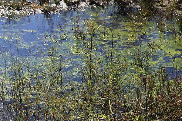 Jones Swamp
