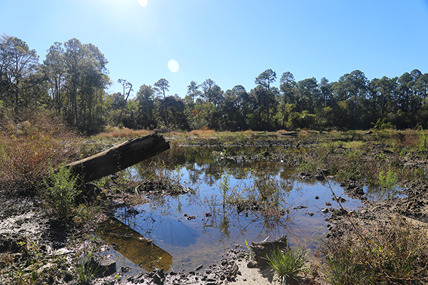Jones Swamp