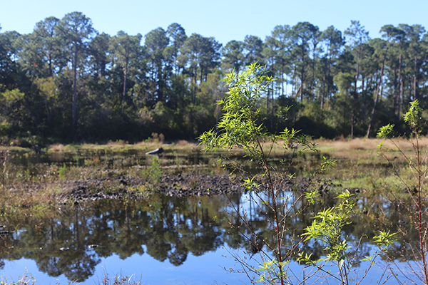 Jones Swamp