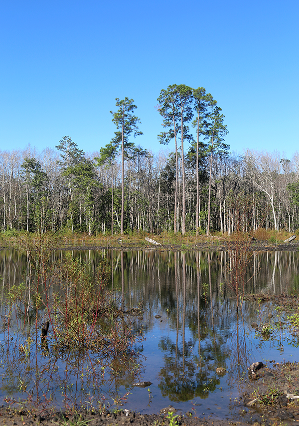 Jones Swamp
