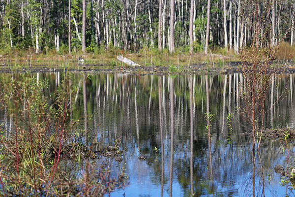 Jones Swamp