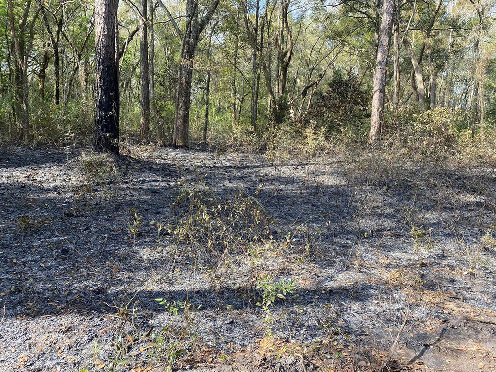 Image showing the after effects of an outdoor fire in the Jones Swamp Wetland Preserve