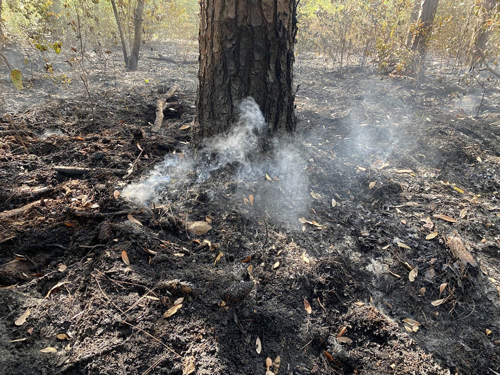 Image showing the after effects of an outdoor fire in the Jones Swamp Wetland Preserve