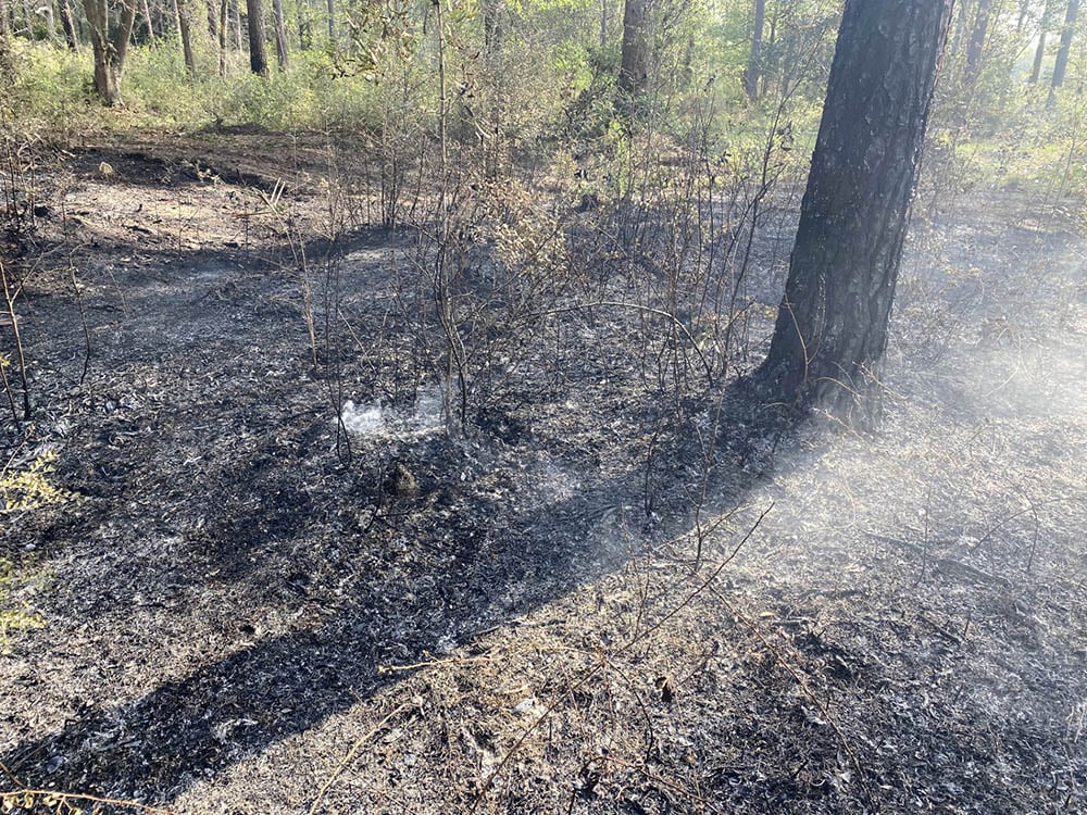 Image showing the after effects of an outdoor fire in the Jones Swamp Wetland Preserve