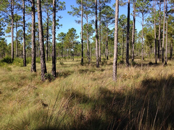 Jones Swamp Jones Swamp