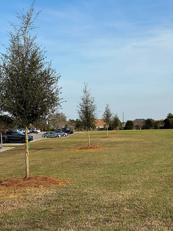 Kingsfield tree Kingsfield tree