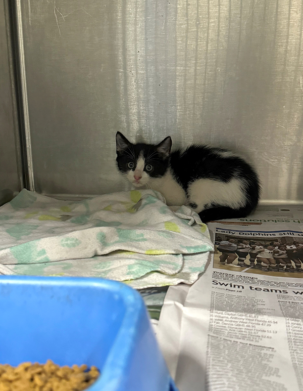 A kitten inside of a kennel