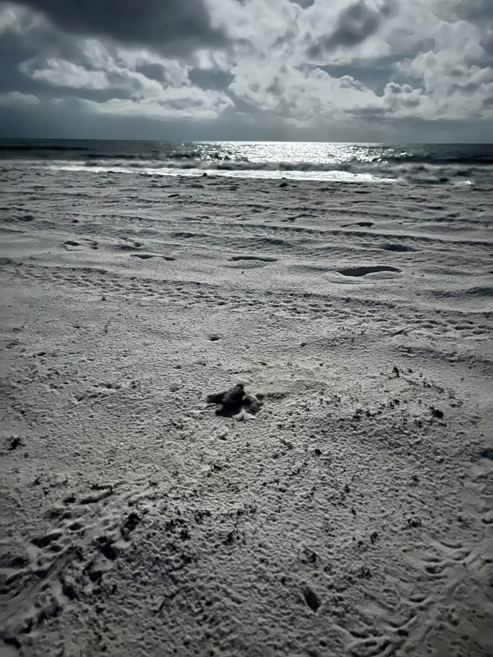 Leatherback Hatch