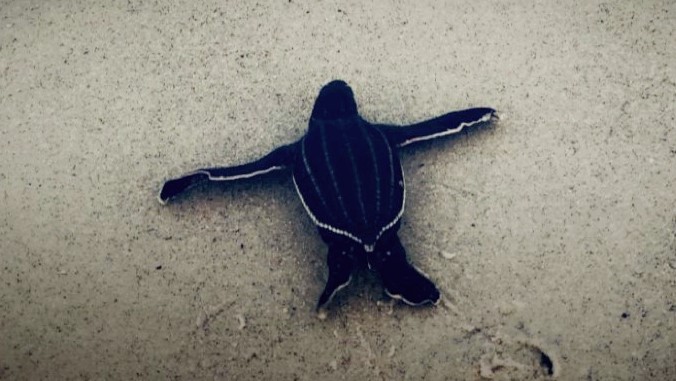 Leatherback Hatchling