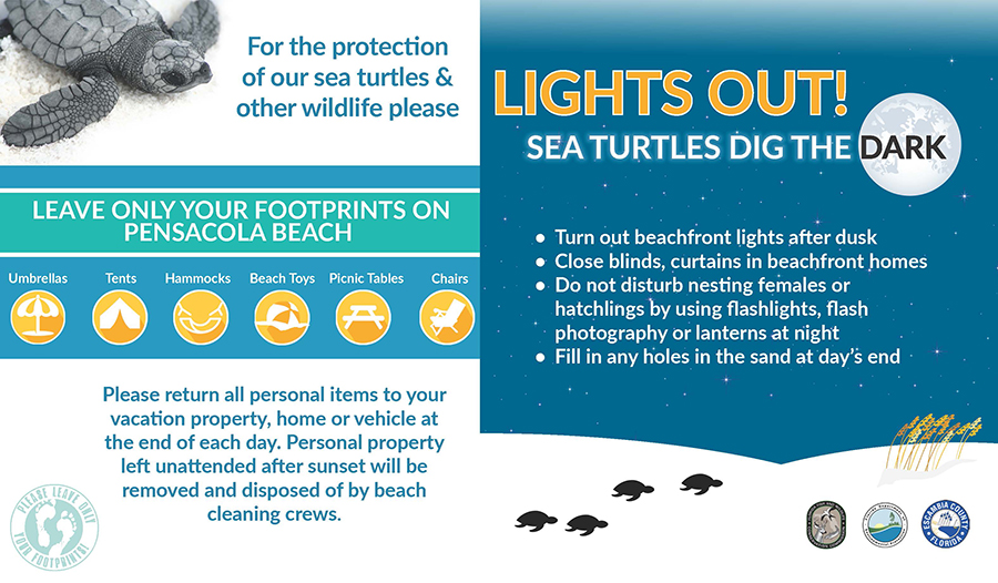 Protect Sea Turtles by Leaving No Trace and Turning Off Lights