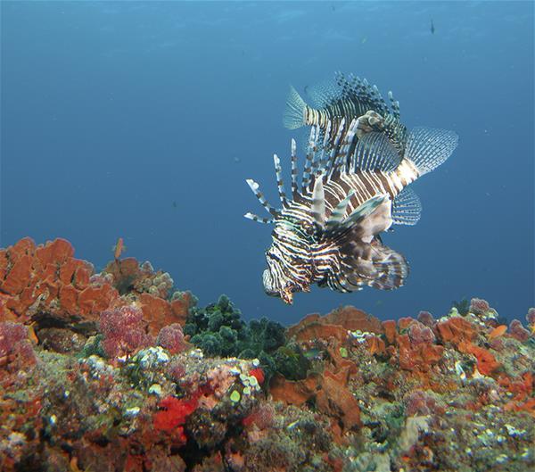 Lionfish Lionfish