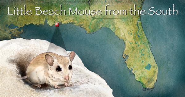 Little Beach Mouse From the South 