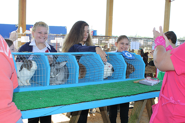 Livestock Show 1