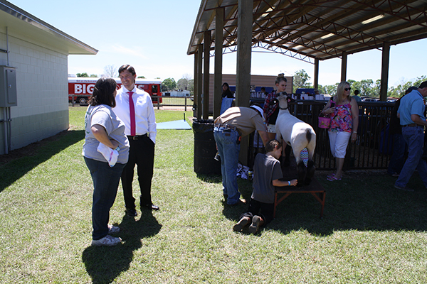 Livestock Show 10