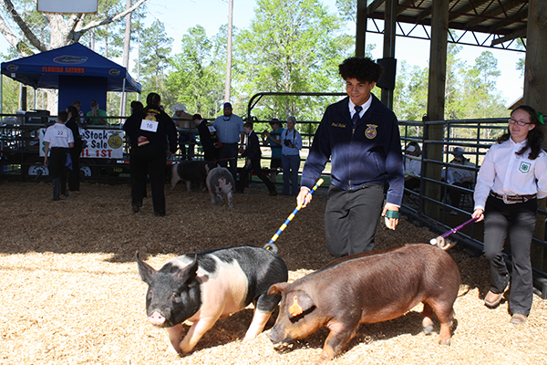 Livestock Show 3