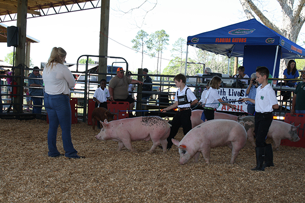 Livestock Show 4