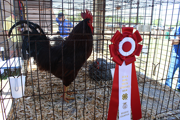 Livestock Show 6