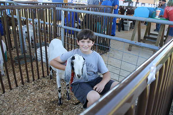 Livestock Show 7