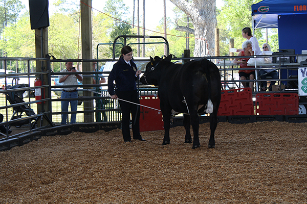 Livestock Show 8