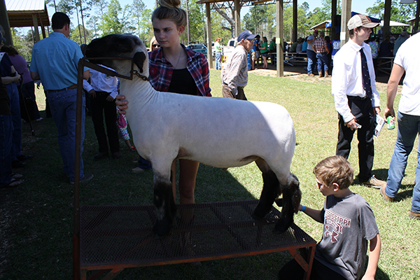 Livestock Show 9