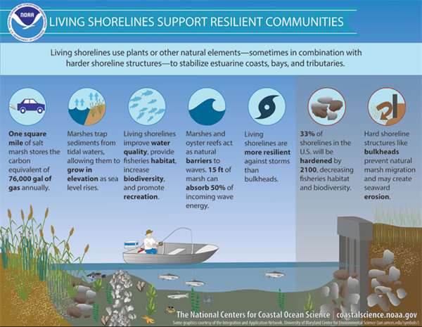 Living Shorelines Infographic Living Shorelines Infographic