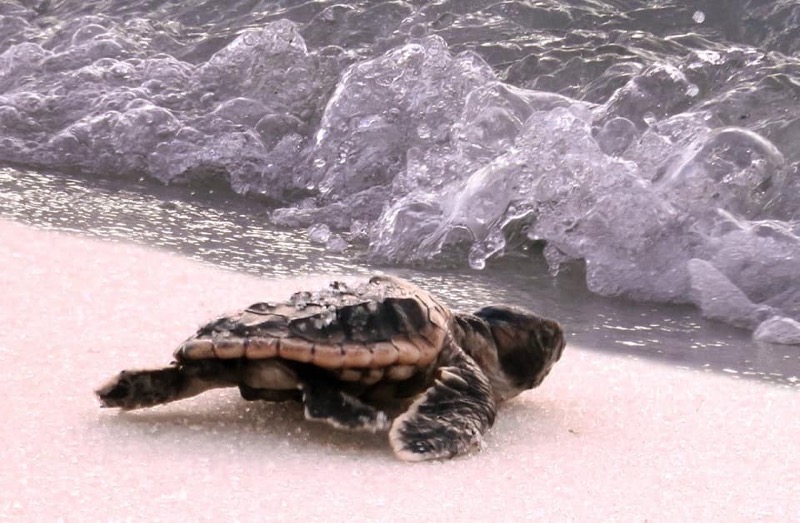 Loggerhead Turtle Hatchling