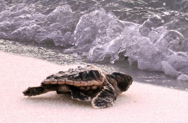 loggerhead from PB loggerhead from PB