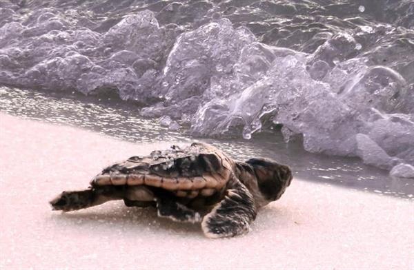 loggerhead from Pensacola Beach loggerhead from Pensacola Beach