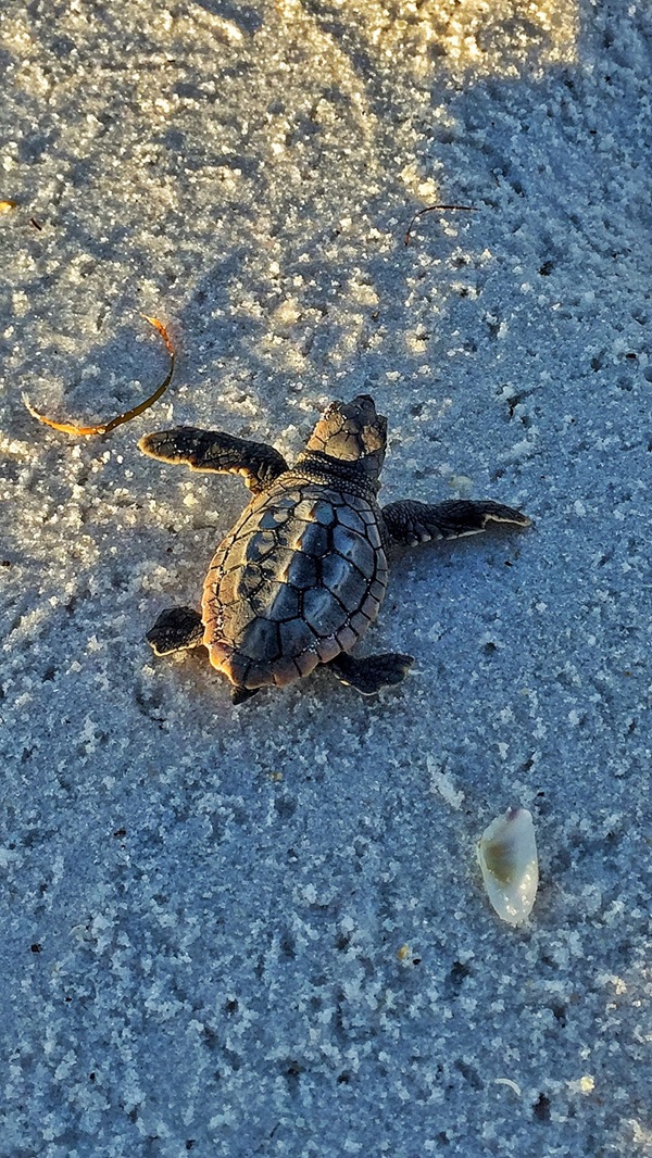 Loggerhead hatchling_Mark Nicholas Loggerhead hatchling_Mark Nicholas