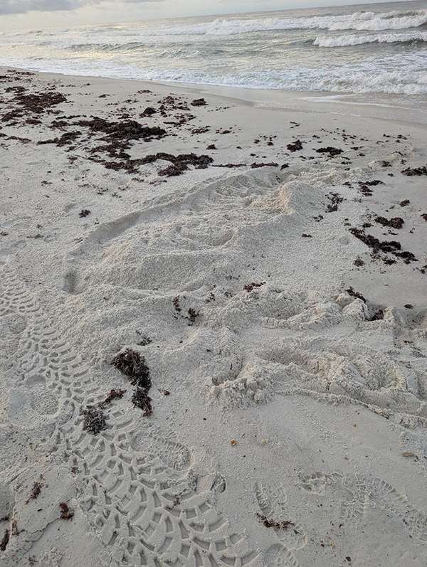 loggerhead nest loggerhead nest