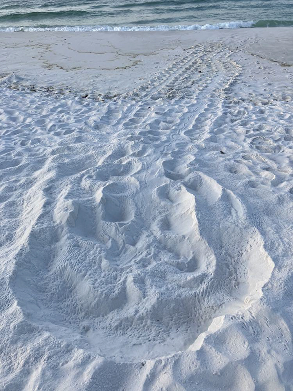 A loggerhead turtle nest on Pensacola Beach