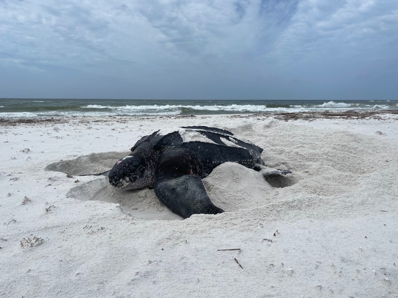 Loggerhead Turtle on Pensacola Beach