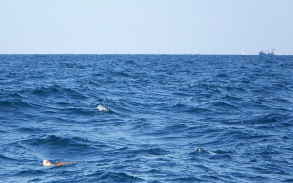 LoggerheadReefing Photo of Loggerhead Turtles out to sea