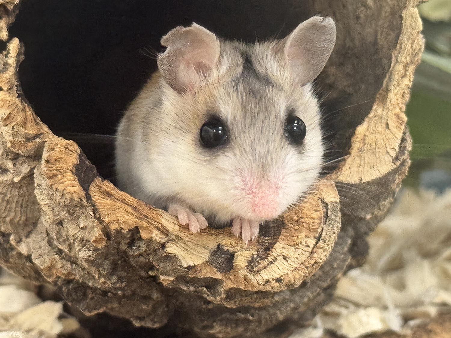 Beach Mouse Beach Mouse